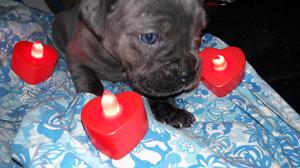 Cane corso griz henbras