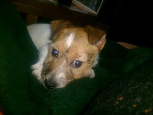 Cachorro Jack Russell Broken