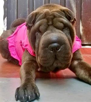 Cachorros sharpei para reservar