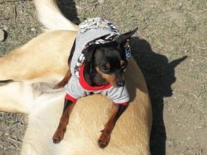 Pinscher mini para servicio