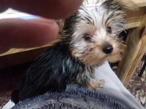 Vendo perro de raza Yorkshire terrier