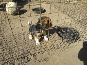 Beagle hembra cachorra hermosa