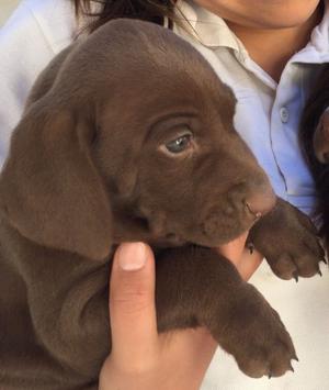 Cachorros de Braco Alemán