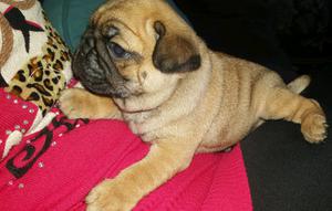 PUG MACHITO UNICO