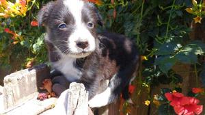 Vendo cachorros Border Collie