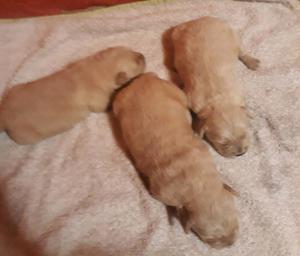 Vendo cachorros golden retriver