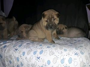 Cachorros shar pei