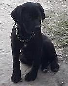 Cane corso excelente cachorra