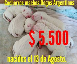 se vende dogos argentinos.