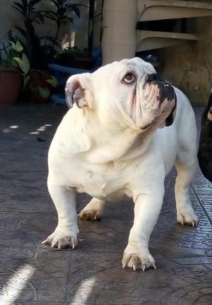 Bulldog ingles Macho.