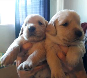 Cachorros Golden retriever