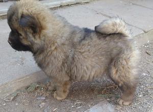 Chow chow 2