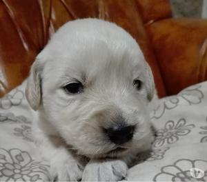 Hermosos cachorros golden