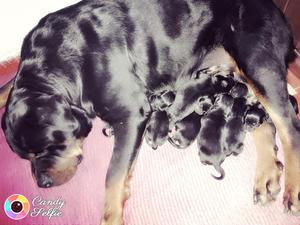 Nueva camada de Rottweiler.Exelente linaje. Padres a la