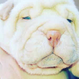 Shar pei YESHUA