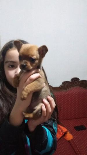 Vendo Chihuahua hembra