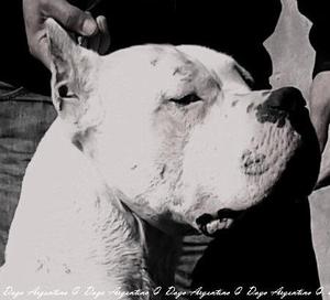 Dogo Argentino Cachorros Disponibles! Pedigree F.c.a. Vacuna