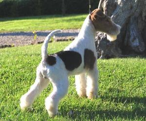 Excelentes cachorros Fox Terrier Wire pelo duro