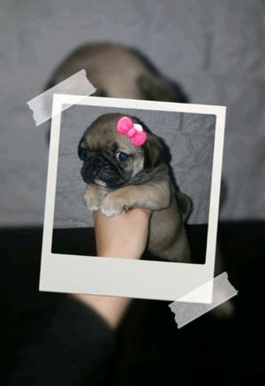 HEMBRITA PUG 40DIAS