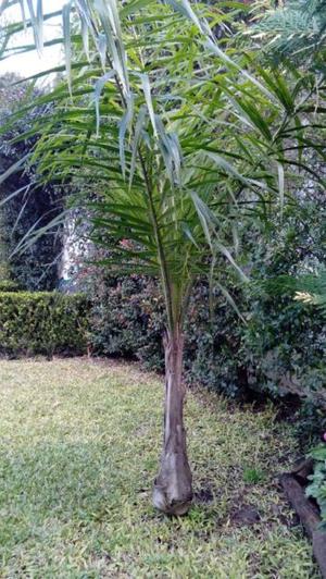 Una palmera pindó