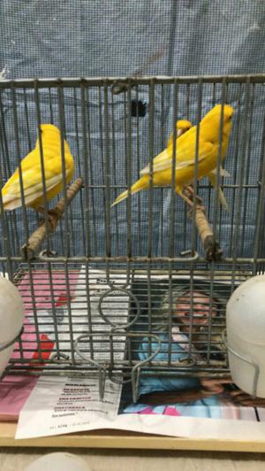 Vendo canarios machos pichones amarillo int y nev 