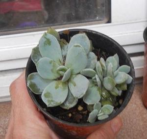 planta suculenta echeveria argentea con hijos maceta 10
