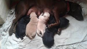 Cachorros Labradores Retriever