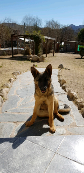 Cachorra Ovejera Aleman