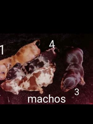 Dachshund mini salchichas