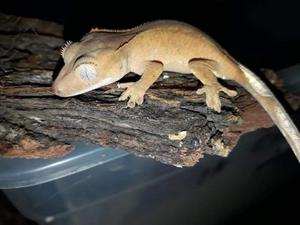 Geckos crestados bebes