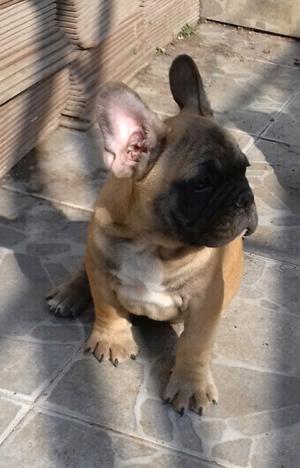 BULLDOG FRANCÉS CON FCA.