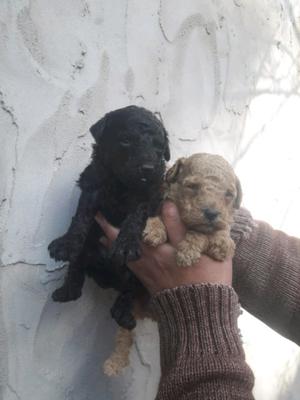 Cachorros caniche m