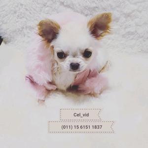 Chihuahua de cartera mini