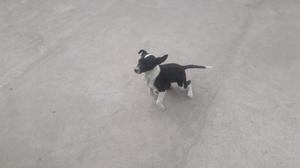 Regalo cachorro hembra hermoso