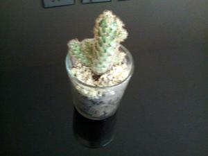 Vaso con cactus o suculenta