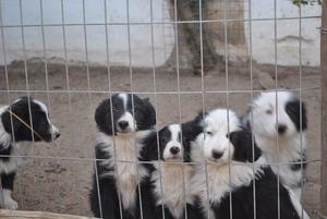 cachorros borde collie blanco y negro se entregan