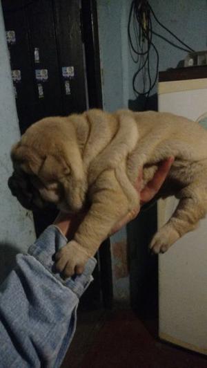 Cachorros shar pei