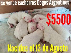 Se Vende Cachorros Dogos Argentinos