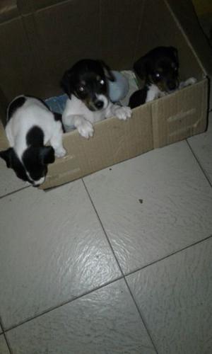 Vendo hermosos Fox terrier ratonero