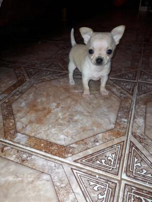 Chihuahua de bolsillo