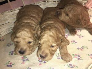 Vendo cachorros caniche mini toy