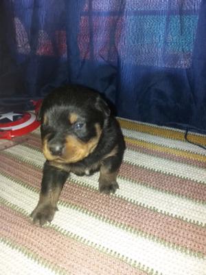 Vendo cachorros rottwailer