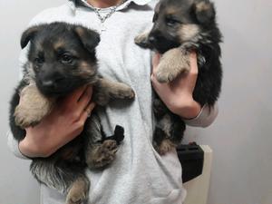 Venta de cachorros ovejeros alemanes