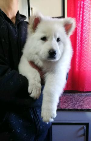 Cachorro Pastor Blanco Suizo pelo largo FCA