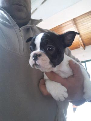 Cachorros BULLDOG FRANCES