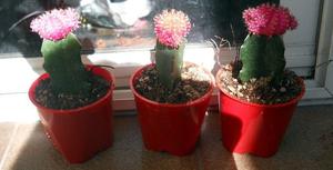 cactus injertado rojo M 8