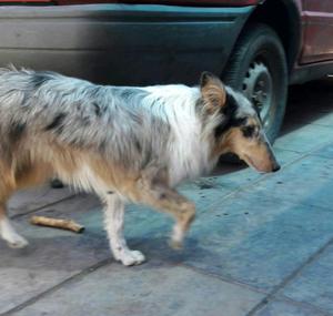 collie azul 6 meses exc caracter