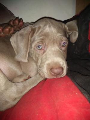 Cachorro weimaraner vacunados 1