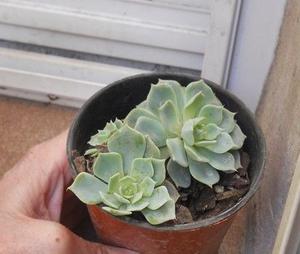 Echeveria allegra maceta 10