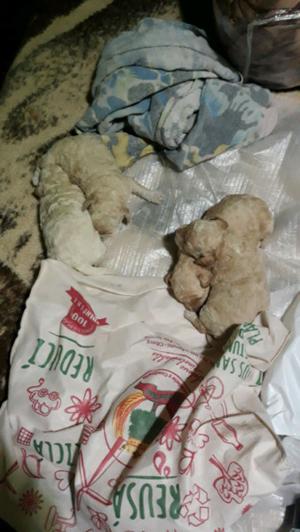 Caniche mini toy
